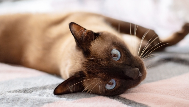 black and brown siamese cat