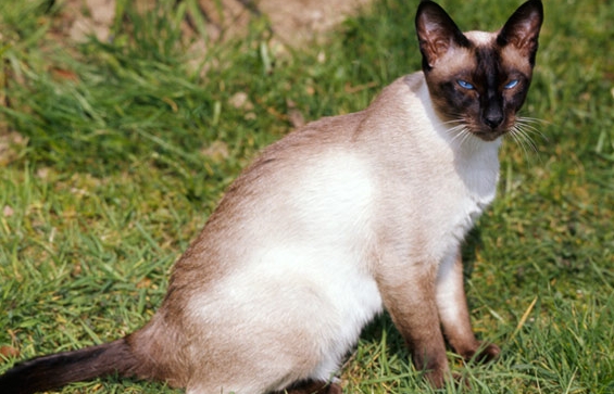 big apple siamese