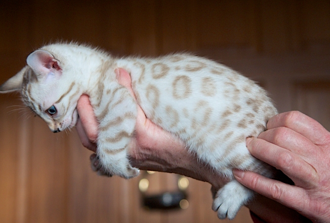 bengal cross siamese