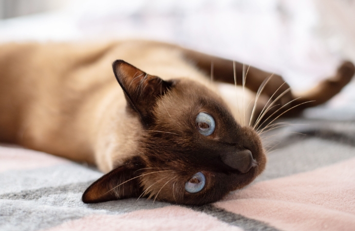 beautiful siamese cat