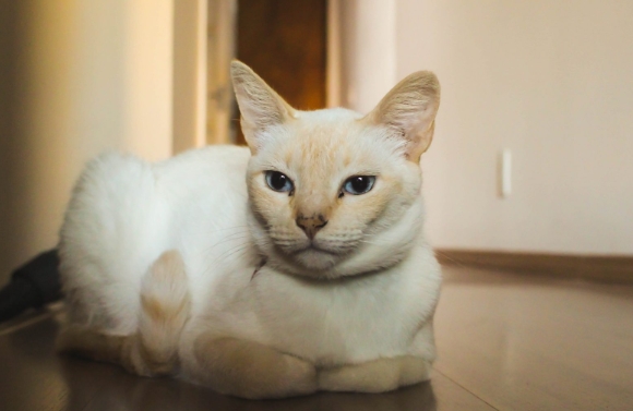 flame point long hair siamese