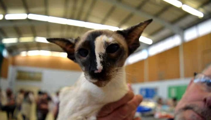 apricot siamese cat