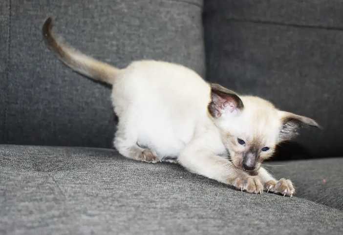 5 week old siamese kittens