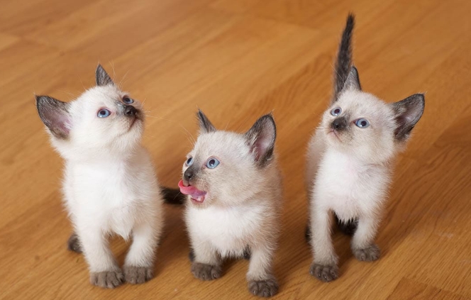 4 week old siamese kittens