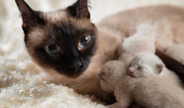 3 month old siamese kitten