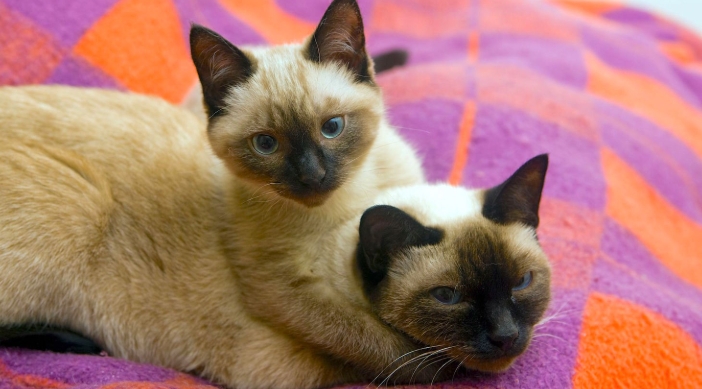 12 week old siamese kitten