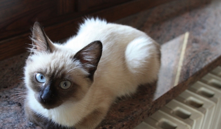 1 month old siamese kitten