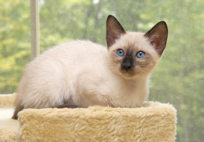 lilac point siamese for sale