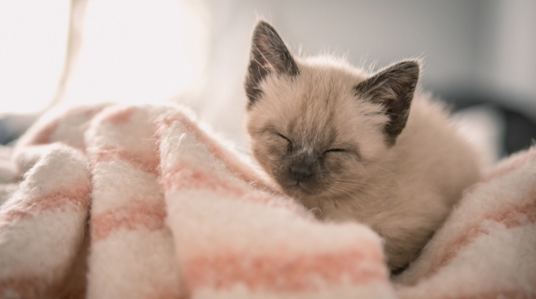 rescue siamese cats near me