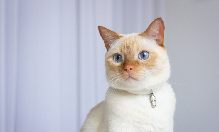 flame point siamese near me