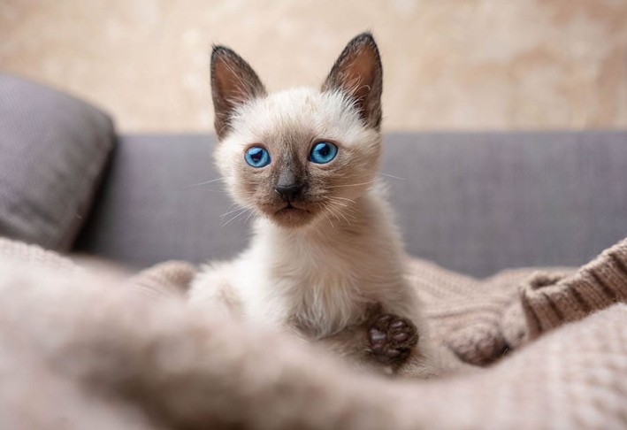 siamese cat kitten for sale