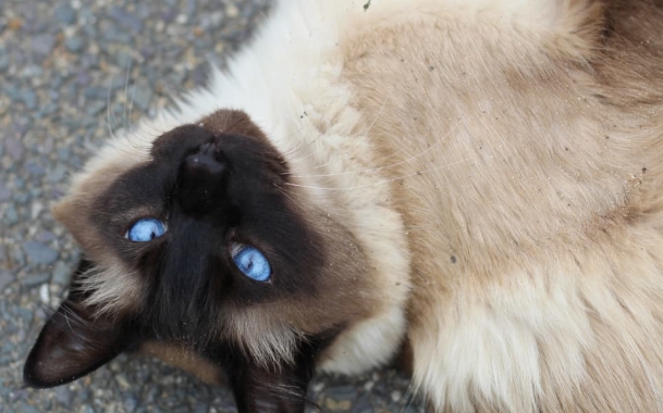 siamese cats for rehoming