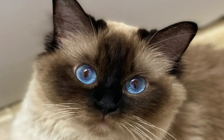 siamese cat breeder near me