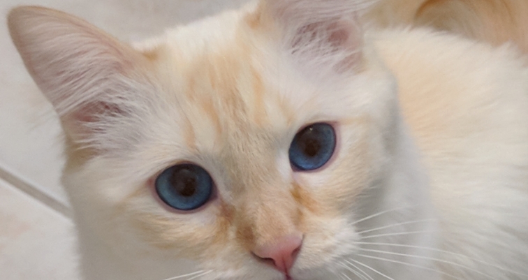 flame point siamese kittens for sale