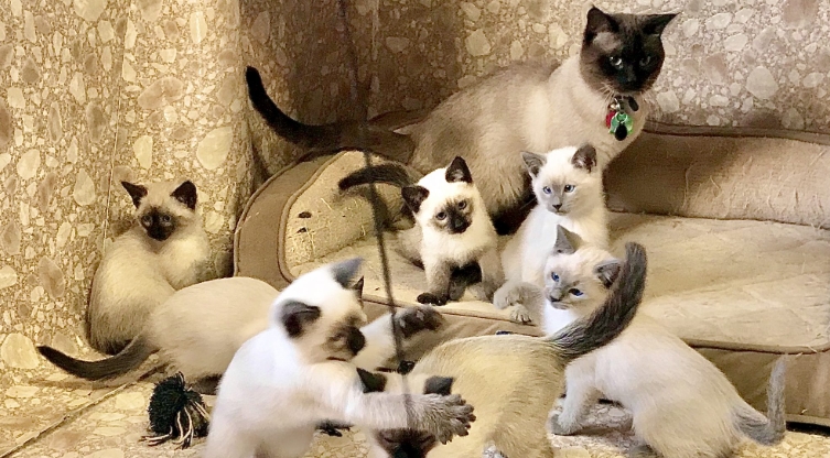 applehead siamese kittens for sale near me