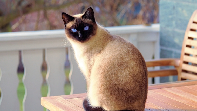 best toys for siamese cats