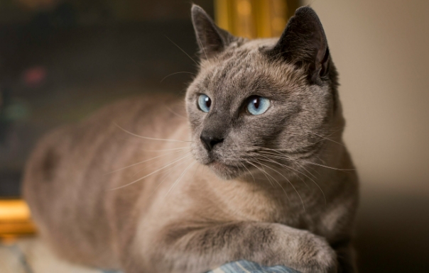 brown point siamese