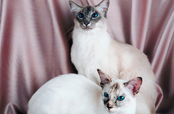 blue tortie point siamese