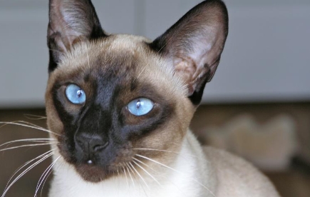 chocolate point siamese cats for sale