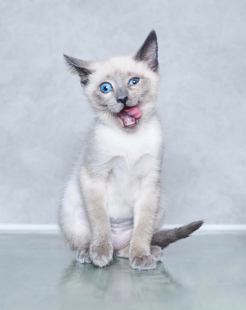 funny siamese cat