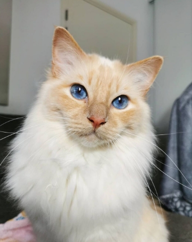 cream siamese