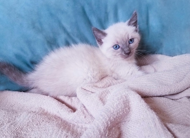 blue point siamese hypoallergenic