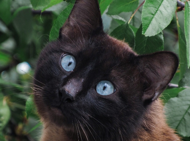 dark colored siamese cat