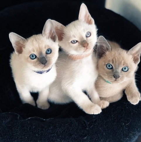 cream point siamese cat