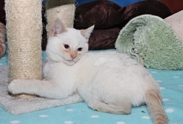 cream point siamese