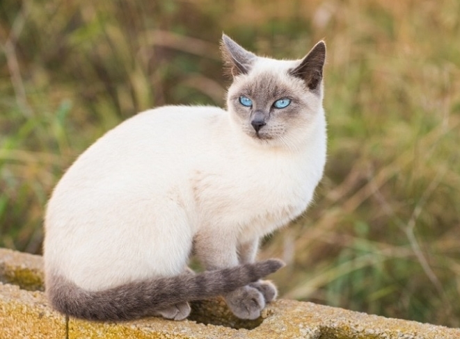 cream colored siamese cats