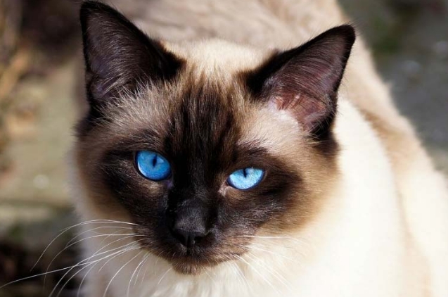 full blooded siamese cat
