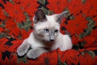 frost point siamese