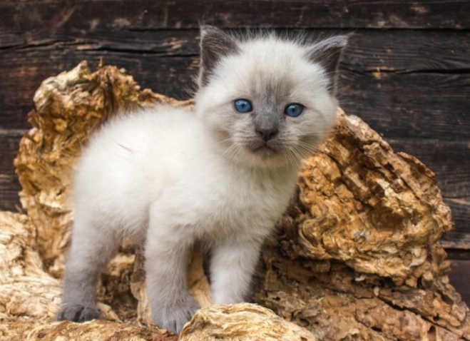 cream point siamese kittens for sale