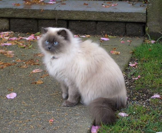 cross breed of persian and siamese