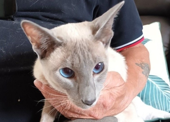 found siamese cat