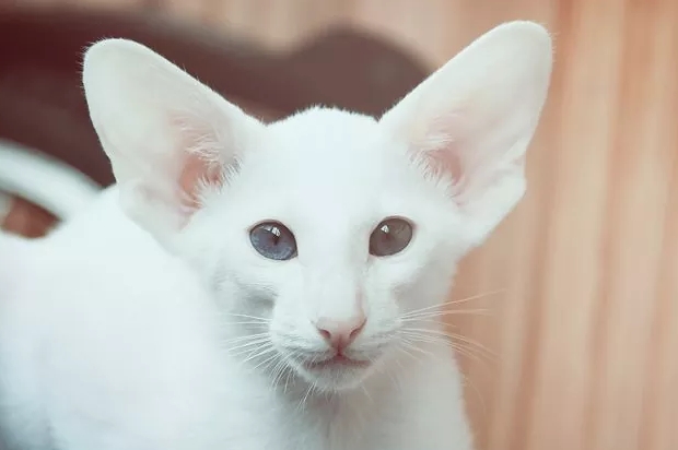 foreign white siamese