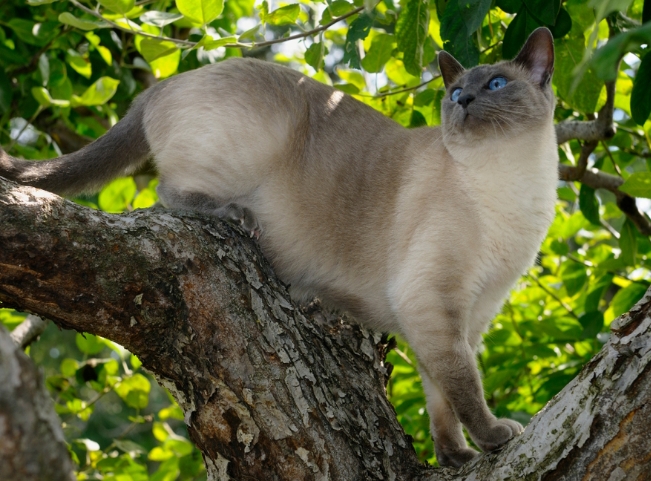 blue point siamese cost