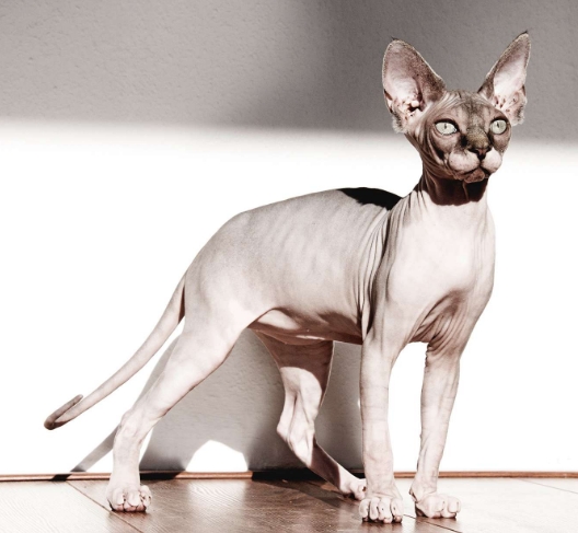 hairless cat siamese