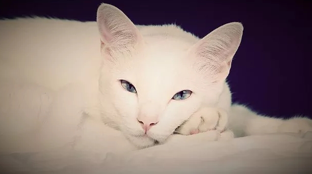 foreign white balinese siamese