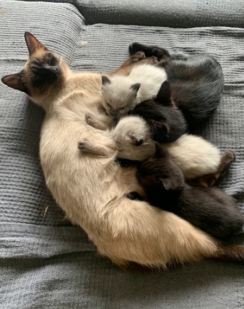 gumtree siamese kittens