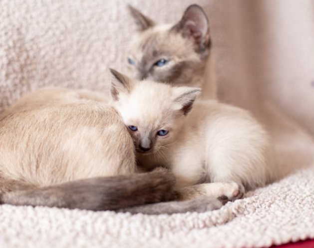 grey siamese kitten