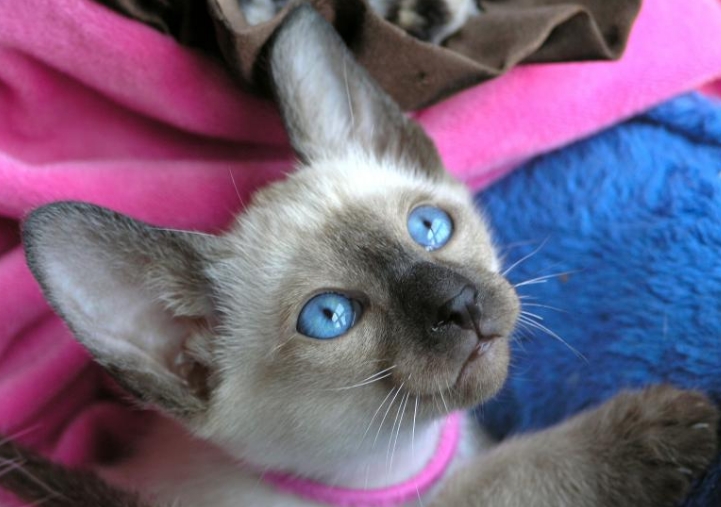 female siamese cat for sale