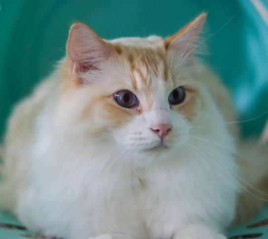 flame point siamese ragdoll