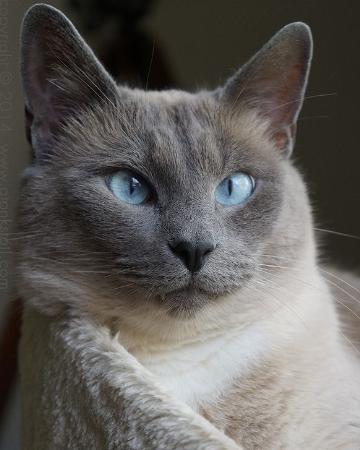 gray and white siamese cat