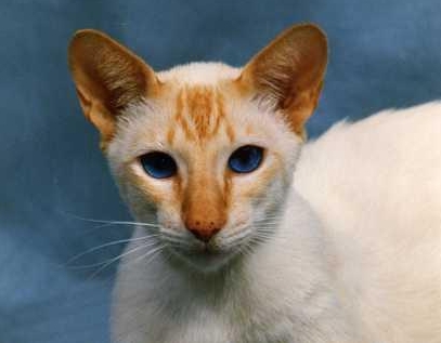 gold siamese cat