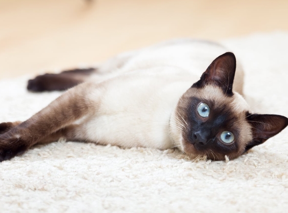 fluffy siamese cat price