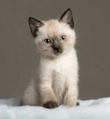 fuzzy siamese cat