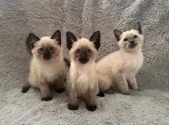 fluffy siamese cat for sale