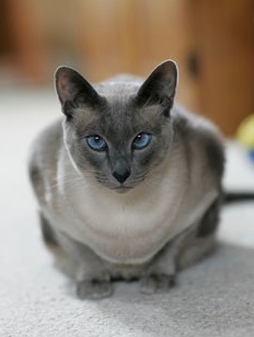 grey siamese cat price