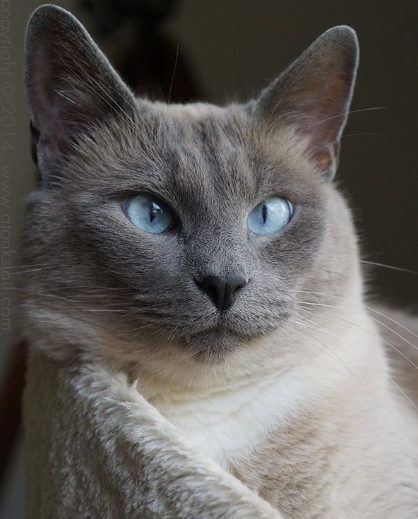 grey siamese cat